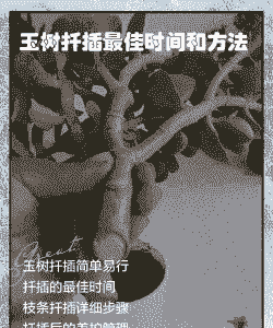 玉树什么时候扦插最好