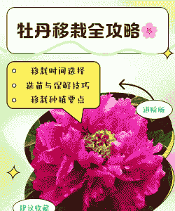 牡丹移栽最佳时间