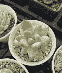 多肉可以浇淘米水吗