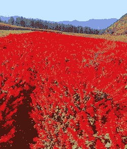 一串红什么季节种植