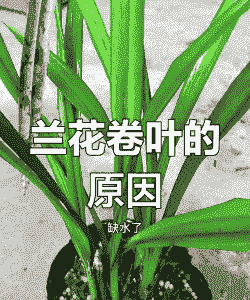 兰花叶子卷曲的原因