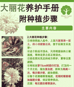 大丽花什么时候种植