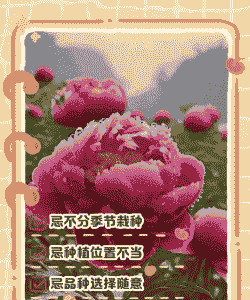 庭院栽牡丹有啥讲究吗