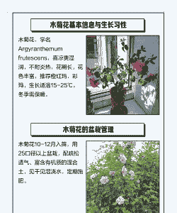 木菊花的养殖方法