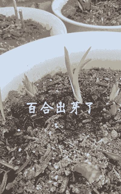 百合种子多久发芽