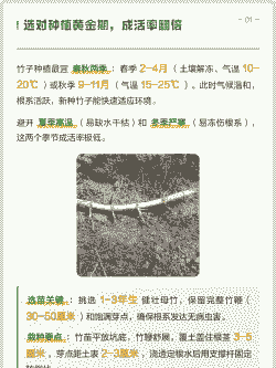 竹子几月份栽成活率高