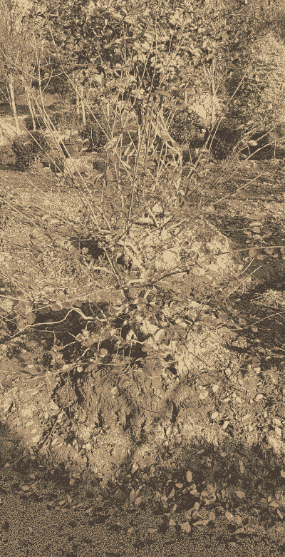 紫薇冬天落叶吗