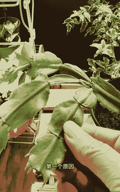 蟹爪兰叶子软塌塌的怎么回事