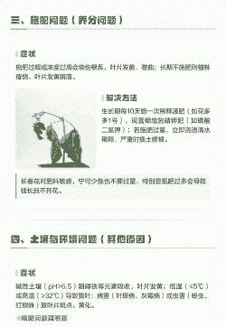 长春花叶子发黄掉叶子怎么回事