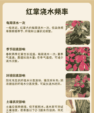 红掌多长时间浇水一次