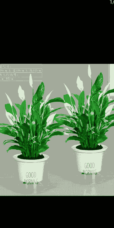 盆栽白掌多久浇一次水