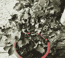 牡丹花叶子黄了为什么