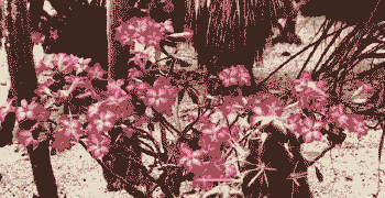 沙漠玫瑰几度能冻死