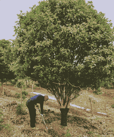 桂花树最低耐寒多少度