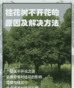 桂花树为什么不开花是什么原因