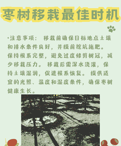 枣树10月份可以移栽吗