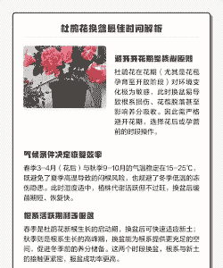 杜鹃花换盆最佳时间