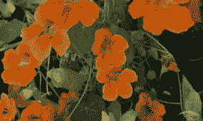 旱金莲耐寒多少度