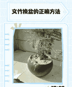 文竹换盆的最佳时间
