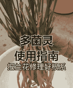 多菌灵泡兰花根泡多长时间