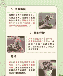 多肉叶片干瘪是怎么回事