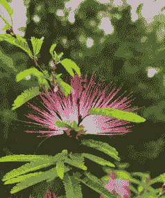 合欢花什么时候开