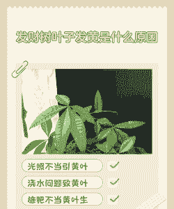 发财树黄叶什么原因