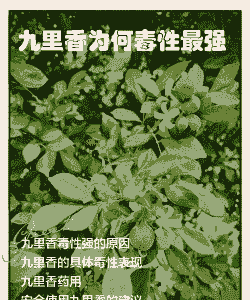 九里香香味有毒吗