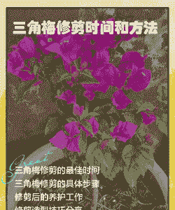 三角梅10月份可以修剪吗
