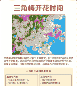 三角梅一年四季都开花吗?