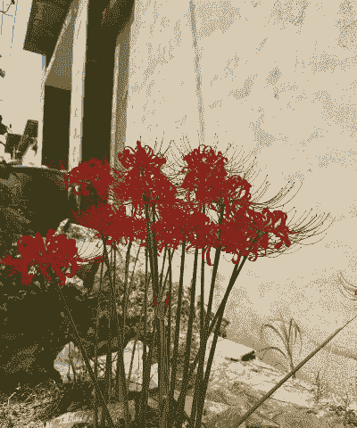 彼岸花有毒吗能碰吗