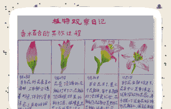 香水百合的种植时间