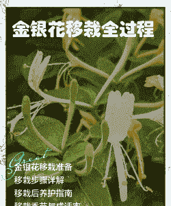 金银花移栽季节