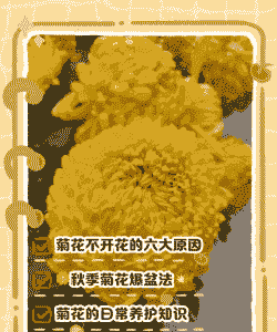 菊花为什么不开花