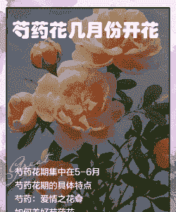 芍药花什么时候开花