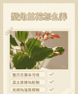 秋天养蟹爪兰的注意事项