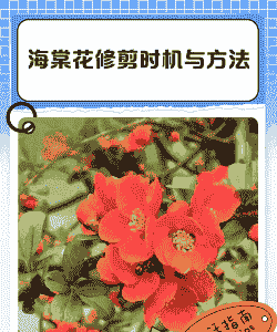 海棠树几月剪枝最好