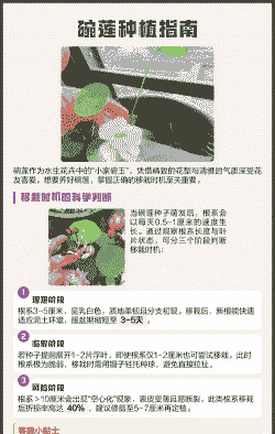 碗莲什么时候种合适