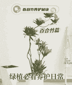 百合竹多长时间给一次水