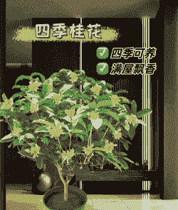 桂花适合浅盆还是深盆