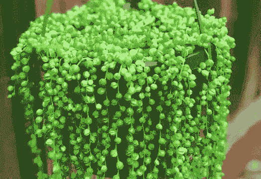 多肉珍珠吊兰怎样扦插