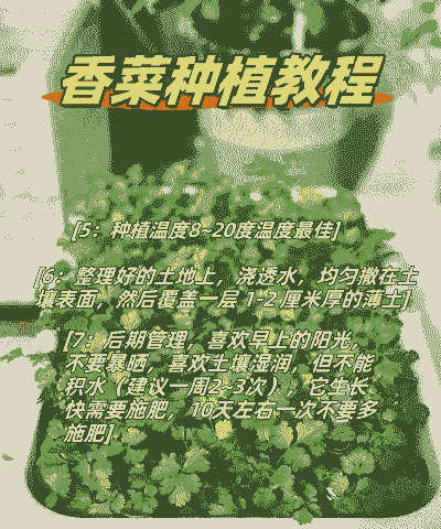 香菜种植苗怎么种植的呢