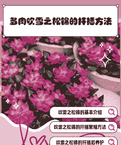 吹雪之松锦怎么扦插 吹雪之松锦怎么扦插