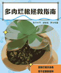 多肉植物烂根怎么办