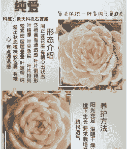 多肉植物的外形特征和特点