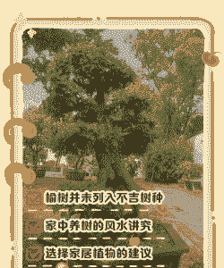 家里为什么不能养榆树