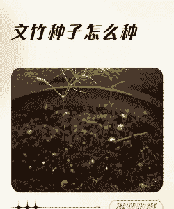 文竹怎么种子怎么种植