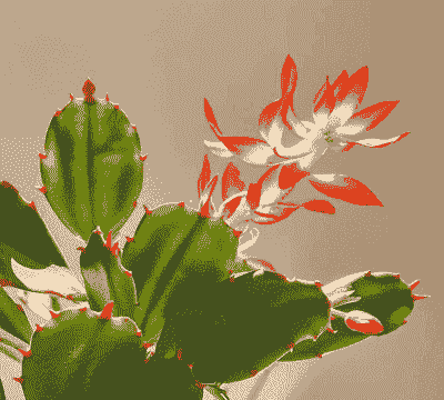 蟹爪兰属于什么植物