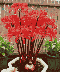 彼岸花用什么土好