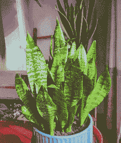 夜间释放氧气的植物